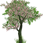 ワンピース第1004話 きびだんご 感想 考察 その１ 最強少女お玉の役割と能力の限界